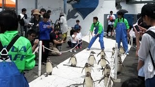 ペンギンの可愛いおさんぽタイム  in 越前松島水族館