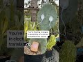 nopal cactus music with a plantwave plant music device