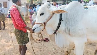 అయిజ ఎద్దుల ధర 80,000  / ieeja market  అయిజ సంత telangana bulls market #village culture show