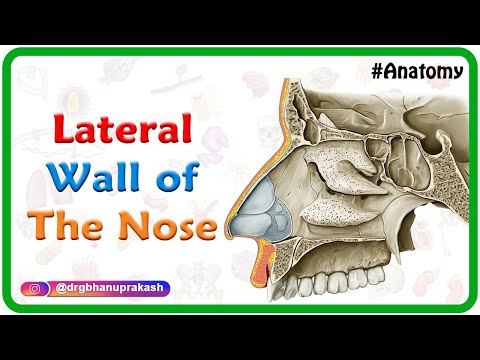 Which bone forms the inferior part of the nasal septum?