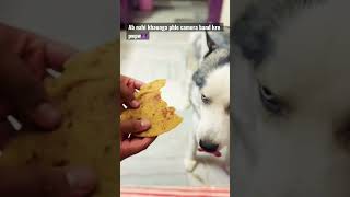 🐺 #youtube #reels #viral #trending #youtubeshorts #trend #shortsfeed #dog #funny #funnyvideo #pets