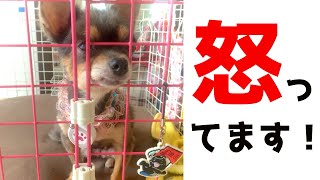 保護犬はオモチャでの遊び方を知りません。興味を示さないチワワ(前編)chihuahua hates a toy