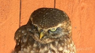 Sýček obecný (Athene noctua) ,Steinkauz,Little Owl