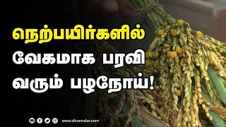 காப்பாற்ற முடியாமல் விவசாயிகள் வேதனை