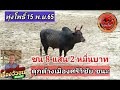 ไฮไลท์วัวชน วันที่15 11 65 ณ สนามทุ่โพธิ์