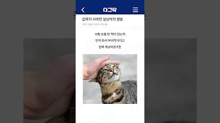 갑자기 사라진 길냥이의 결말