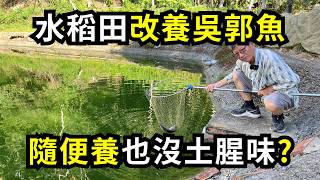 水稻田變池塘養吳郭魚，如何養出沒有土腥味的吳郭魚(台灣鯛)?養魚30年的老農經驗分享| 阿星種植