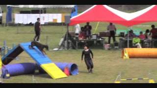 Doberman Agility OPDES in Harazuru (2010.09.26)