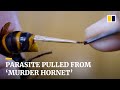 Japanese man performs surgery on giant ‘murder hornet’ by pulling a parasite from its stomach