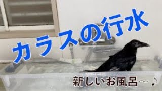 [058]カラスは風呂にこだわる[Crows are obsessed with baths.]