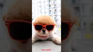 Cute Pomeranian Puppies Doing Funny Things #8 - Cute and Funny Dogs#funny
