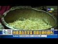 辨識漂白豆芽菜 看梗就知道