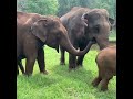 baby elephants with mother 母親と赤ちゃんゾウ wildlife animals animals wildlife babyanimal