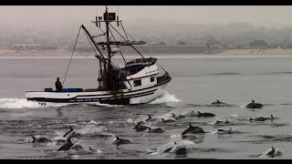 9.12.14 Humpback Whales, Common Dolphins \u0026 Mola Mola #Monterey