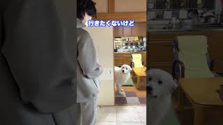 お留守番が確定しめっちゃ駄々をこねる超大型犬 #shorts