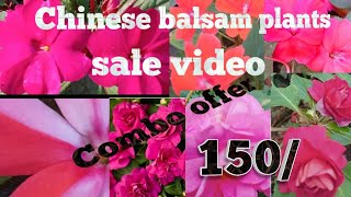 Chinese balsam plants #sale video# Youtube video# Malayalam