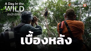 เบื้องหลัง | A Day in the WILD