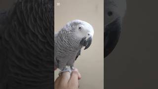 African Grey | Hand Tamed | Male | Talking and Friendly #bird #birdslover #cute #reels #parrot #cute