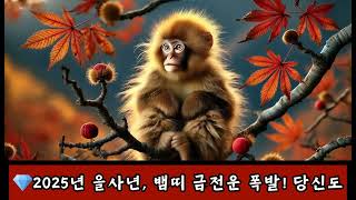 원숭이띠,원숭이띠운세,원숭이띠 운세,원숭이띠궁합,2025년 원숭이띠 운세,원숭이띠 총운세,원숭이띠쥐띠,원숭이띠용띠,원숭이띠소띠,원숭이띠닭띠,원숭이띠범띠,원숭