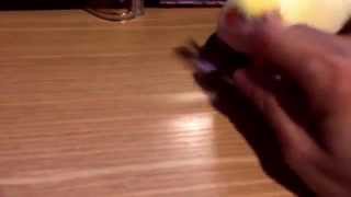 なぜかアイブロウに怒るオカメインコ