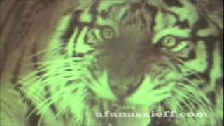 Live Tiger Hunting in Nepal, Rare Footage