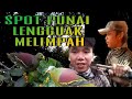 spot punai lengguak melimpah