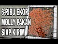 IKAN MOLLY PAKAN//SIAP KIRIM