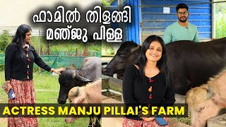 സ്നേഹത്തോടെ വളർത്തിയിട്ടാണോ വെട്ടാൻ കൊടുക്കുന്നത്....   Actress Manju Pillai Farm | Buffalo Farm