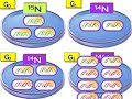 생명과학2 2단원 1 3 dna 복제 메셀슨과 스탈의 복제실험