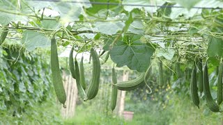 AGRICULTURE / កសិកម្ម : Ridged Gourd/ដំណាំ ននោងជ្រុង  Ep 03