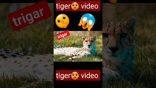Ali tiger video