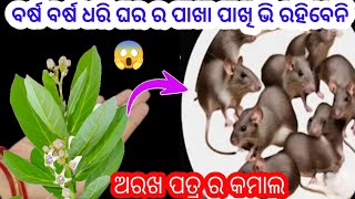 କେବଳ ଥରେ କରନ୍ତୁ ବର୍ଷ ବର୍ଷ ପର୍ଯ୍ୟନ୍ତ ଘର ର ପାଖା ପାଖି ଭି ଦେଖା ଯିବେନି ମୂଷା 😱rat killer।how to kill rat।