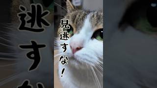 ひとりオールスター感謝祭😹💦　#ねこ #ねこ動画 #shorts