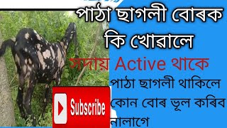 পাঠা ছাগলীক কি খুৱালে সদায় Active থাকে।কোন বোৰ ভুল কৰিলে পাঠাটোৰ ভিতৰৰ উষ্ণতা কমি যায়।Goat Farming