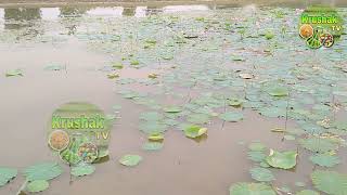 Lotus flower   ପଦ୍ମ ଫୁଲ ଚାଷ #farmer #casa #farming #padma #Krushaktv #Lotus #Lotus_flower