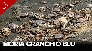 Blue crab, die-off on the Po Delta: investigations into the causes