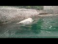 ポロロ（とくしま動物園）１７１１　ラッコ泳ぎ