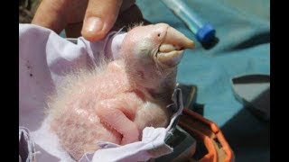 The guys on the roadside smashed into a broken bird, and they were surprised!