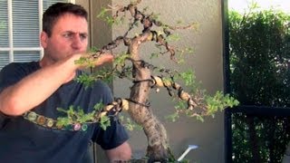 How To Bonsai - Bending large branches with Raffia