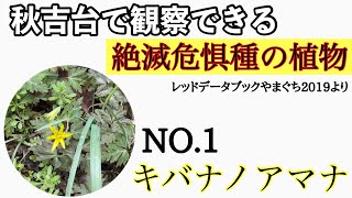 【秋吉台に咲く絶滅危惧種編】　キバナノアマナ　#秋吉台　#山口県　#絶滅危惧種