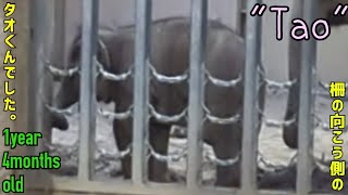 【daysold】アジアゾウのタオくん 1年4月齢 Tao ♀ asian elephant 1year 4months old