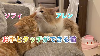 【お手とタッチができる猫】ノルウェージャンフォレストキャット