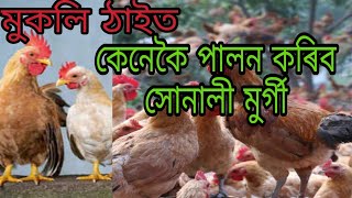 Sunali Hen Farm Assam! Sunali Murgir farm Nagaon সোনালী মুৰ্গী ফ্ৰাম।