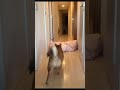 【magic】飼い主が突然消えたら柴犬はどういう反応をするのか！？ shorts