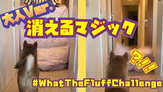 【Magic】飼い主が突然消えたら柴犬はどういう反応をするのか！？#shorts