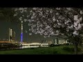 八重桜　汐入公園　　✿　東京スカイツリータウン開業10周年「ソラカラちゃんライティング」☆　隅田川　白鬚橋 ライトアップ　2022年 4月13日　　iphone se