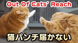 Out Of Cats' Reach 〜 短足マンチカンの猫パンチが届かない 〜  【マンチカンズ】