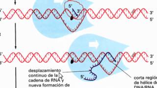 Ayudantía BioCel: Expresión genética 2/3 (Transcripción y Splicing)