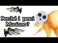 Perché i pesci muoiono ? Approfondiamo tutte le principali cause di morte nei pesci d'acquario...