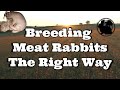 Breeding Meat Rabbits The Right Way
